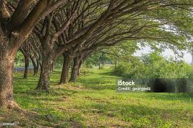 Image result for Samanea