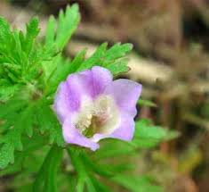 Image result for Limnophila crassifolia