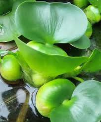 Water Hyacinth Eichhornia Crassipes In Between Water Hyacinth Water Plants Hyacinth Plant