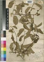 Image result for Diospyros squarrosa