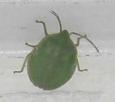 These pests can dig into any part of your body, but they really like folds, creases, or hairy areas like your scalp. Spined Green Stink Bug Nymph What S That Bug