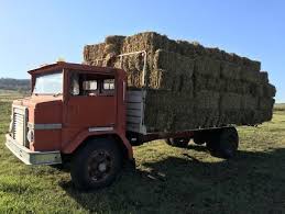 International Acco Farm Truck Trucks Gumtree Australia Toowoomba Surrounds Greenmount 117 Farm Trucks International Harvester Truck International Truck