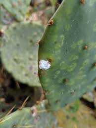 Prickly pear cactus is susceptible to cochineal insects and i have seen this infestation on wild plants here in florida. What Is That White Cottony Stuff On My Prickly Pear Cactus Phil Hardberger Park Conservancy