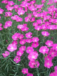 Dianthus Firewitch Bluestone Perennials