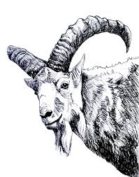 Ibex Mountain Goat Ink Drawing By Ciara Barsotti Created Without Pencil Just Ink Goat Paintings Animal Line Drawings Ink Pen Drawings