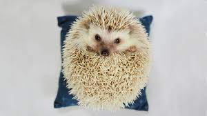 Ships from and sold by amazon.com. 12 Strange But Common Hedgehog Behaviors And Facts Bechewy