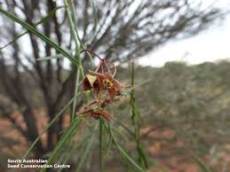 Image result for Vincetoxicum