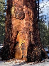 The Key to a Long Life