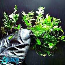 Image result for Crepidomanes