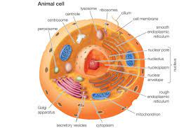 Colorful vector illustration of animal cell. Animal Cells And The Membrane Bound Nucleus