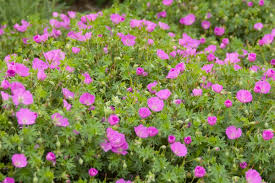 Image result for Geranium sanguineum Max Frei