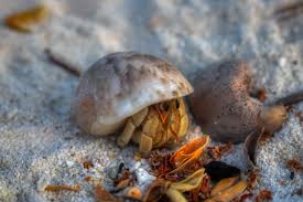 See full list on aquariumbreeder.com Do Hermit Crabs Sleep Animal Hype