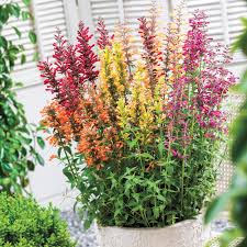 We did not find results for: Nectar Hummingbird Mint Mixture Michigan Bulb