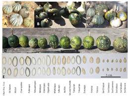 We did not find results for: Frontiers Genetic Resources In The Calabaza Pipiana Squash Cucurbita Argyrosperma In Mexico Genetic Diversity Genetic Differentiation And Distribution Models Plant Science