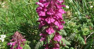 Image result for Alepidea peduncularis