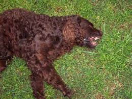 Cocker Rage Syndrome Fact Or Fiction Stan Rawlinson Leading Dog Behaviourist