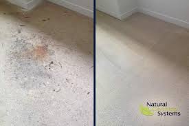 Expert sanitisation to kill all germs! Carpet Cleaning London Best Carpet Cleaners Near London Ontario Natural Cleaning Systems