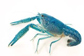 National Geographic On Instagram Photo By Joelsartore A Blue Crayfish At The Aquarium De La Porte Doree In Paris Follow M Animals Crayfish Sea Animals