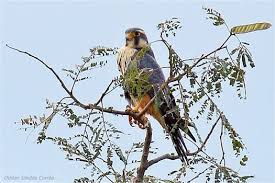 Os falcões roubam presas, como pequenos invertebrados ou peixes, de outros raptores em vôo. Odilon Simoes Correa Facebook Bird Join Facebook Animals