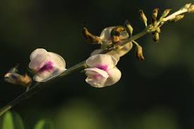 Image result for Tephrosia noctiflora