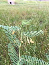 Image result for Sesbania brevipedunculata