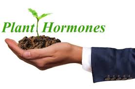 Hormones are organic molecules that can influence the physiology of plants and animals, even at low concentrations. Plant Hormones Growth Regulators Promoters And Inhibitors In Details
