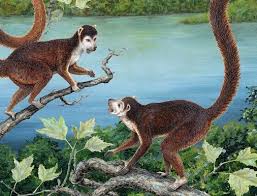 Pin Auf Primitive Primates