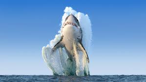 Maybe you would like to learn more about one of these? Google Seo Algorithims As Different Sharksboston Web Marketing