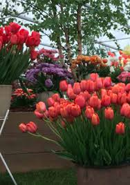 Pin On Tulips Blomsbulbs Chelsea Darwin 18