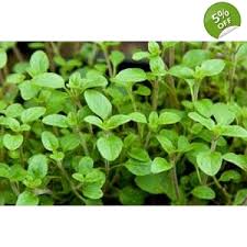 Image result for Origanum majorana