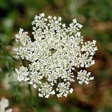 12 Types Of Wildflowers For Summer Gardens Queen Anne S Lace Flowers Queen Annes Lace White Flowering Plants