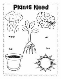 Plants Need Poster Preschool Science Activities Plants Kindergarten Plant Activities