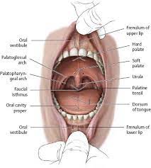 Run along the base of the tongue. Oral Cavity Pharynx Atlas Of Anatomy