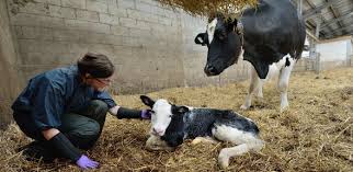 Use the veterinarians.com directory to find exotic animal vets closest to you. Farm Animal Veterinary Services The Queen S Veterinary School Hospital