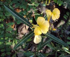 Image result for Barleria spinulosa