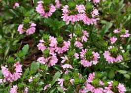 Easy annual plants that bloom all summer long. Scaevola Or Fan Flower Home Garden Information Center