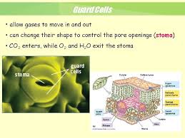 Maybe you would like to learn more about one of these? 2 1 Plant Cells Tissues And Organs Figure