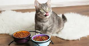 2 the best dry foods for kittens. Best Dry Cat Food Archives Everything For Pets