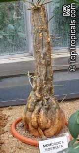 Image result for Momordica pterocarpa