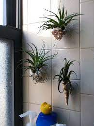 My Life In Gardens Garden Any Way You Can Shower Plant Bathroom Plants Shower Bathroom Plants