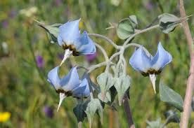 Image result for Trichodesma physaloides