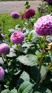 San francisco, california, united states about blog a place for the best about blog gardenstew is a friendly community for gardeners and home owners featuring active. Seems Like It S Not Just Reddit Who Enjoy My Dahlias Gardening Garden Diy Home Flowers Roses Nature Landscaping Horticult Dahlia Orchids Horticulture