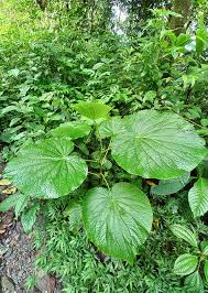 Image result for Piper umbellatum