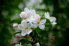 Maybe you would like to learn more about one of these? Flowering Trees To Plant In Omaha Arbor Hills Tree Farm Omahaarbor Hill Trees Omaha Blog