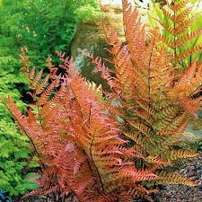 It transplants easily, so rather than wasting it, i simply transfer it to the. Ferns Ferns For Sale Plantingtree