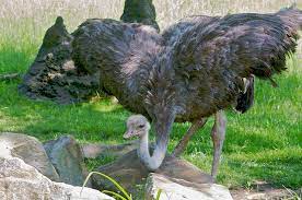 Consider The Ostrich: Job 39 And God's Commentary On His Creation – Part I  – Naturalis Historia