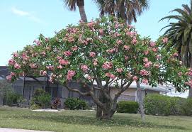 Plumeria Nursery Plumeria Tree Indoor Flowering Plants Trees For Front Yard
