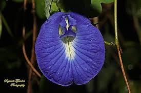 Image result for Clitoria ternatea