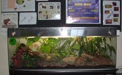 Keeping Frogs!
