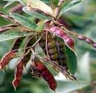 Image result for Macrotyloma africanum